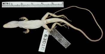 Media type: image;   Herpetology R-63010 Aspect: ventral